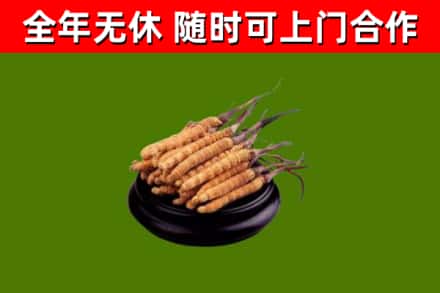 三角镇回收散虫草